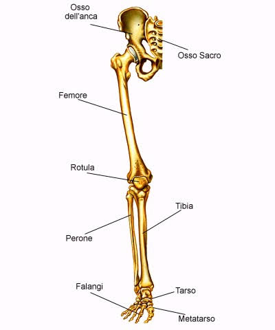 Muscoli delle gambe, ossa arto inferiore