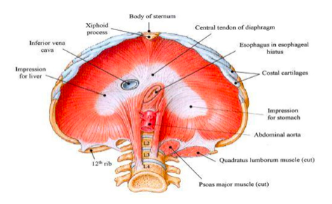 muscoli pettorali - diaframma