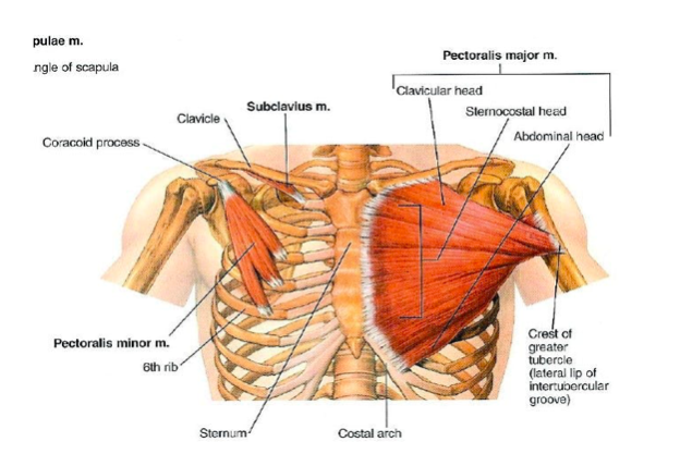 muscoli pettorali - succlavio